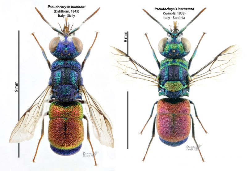 Pseudochrysis PLATE habitus RID.jpg