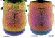 Pseudochrysis PLATE tergiti RID.jpg