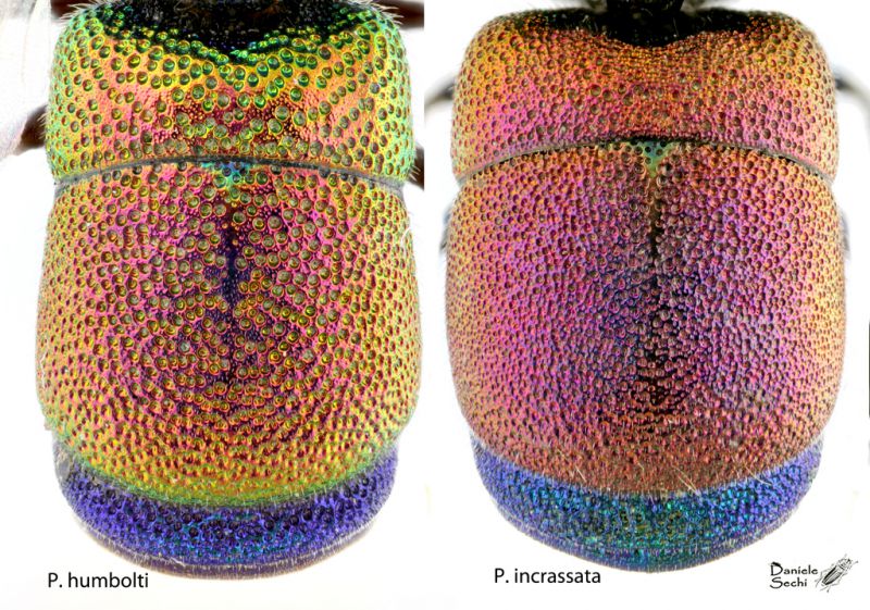 Pseudochrysis PLATE tergiti RID.jpg