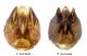 Pseudochrysis PLATE capsule RID.jpg
