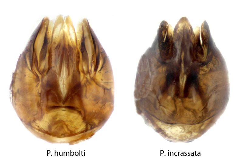 Pseudochrysis PLATE capsule RID.jpg