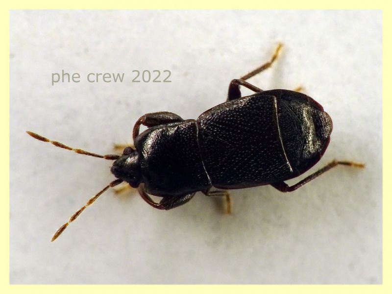 Plinthisus longicollis 3,1 mm. - Anzio 19.12.2022 Berlese - (2).JPG