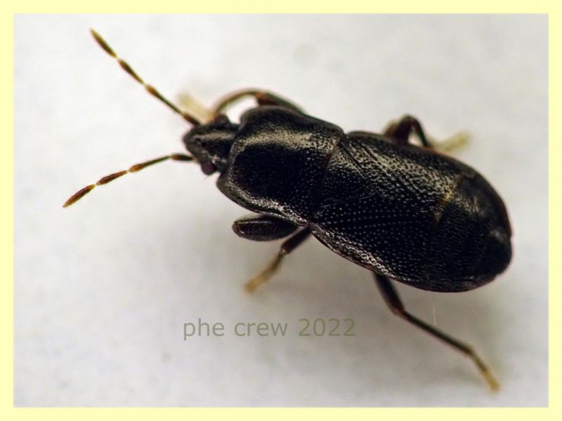 Plinthisus longicollis 3,1 mm. - Anzio 19.12.2022 Berlese - (1).JPG