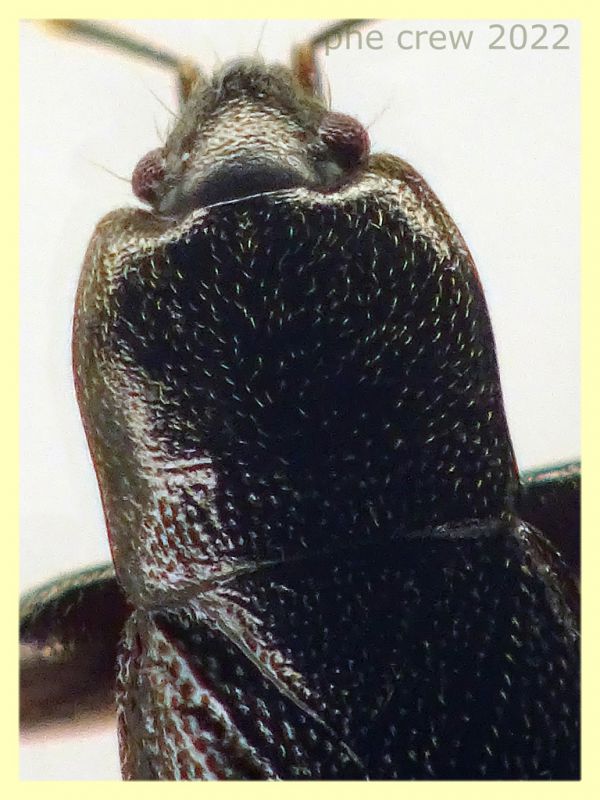 Plinthisus longicollis 3,1 mm. - Anzio 19.12.2022 Berlese - (5).JPG