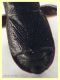 Plinthisus longicollis 3,1 mm. - Anzio 19.12.2022 Berlese - (4).JPG