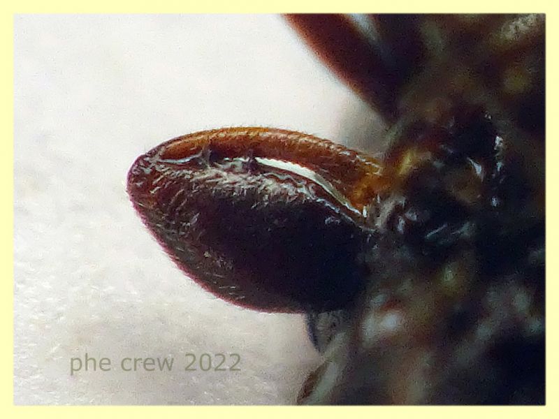 Plinthisus longicollis 3,1 mm. - Anzio 19.12.2022 Berlese - (3).JPG