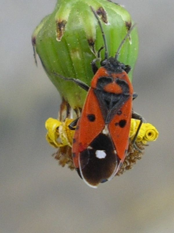 Melanocoryphus albomaculatus (Goeze, 1778).JPG