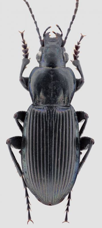 Poecilus-striatopunctatus.jpg