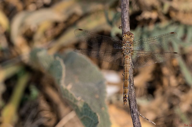 Sympetrum-vulgatum-12-copia.jpg