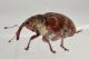 coeliodes transversealbofasciatus curculionidae baronessa 2.JPG