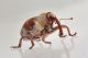 coeliodes transversealbofasciatus curculionidae baronessa 3.JPG