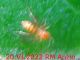 Mycetophilidae Anzio (RM) 20.VI.2022 -.JPG