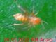Mycetophilidae Anzio 20.6.2022 - (2).JPG