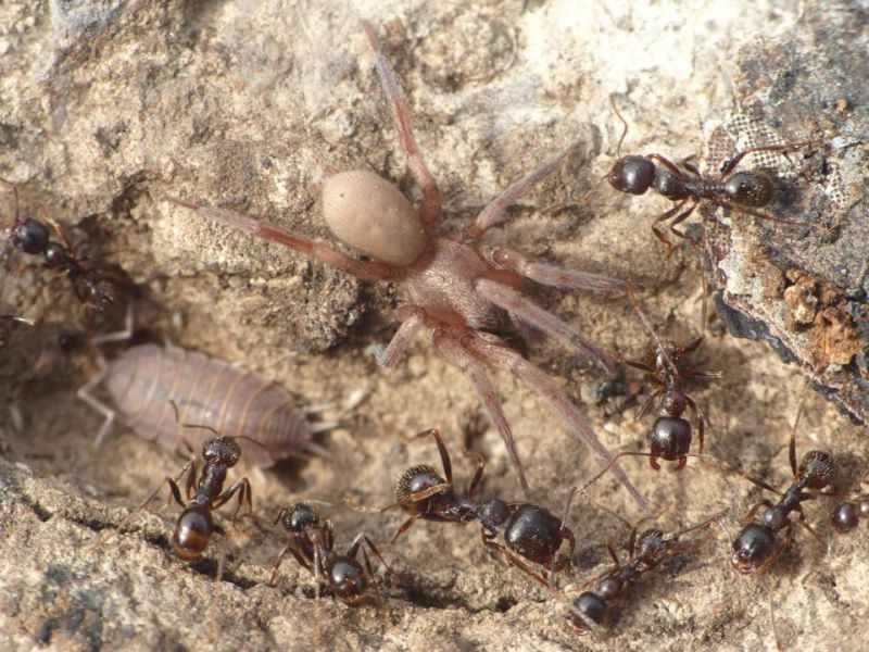 sesso incerto con formiche e.jpg