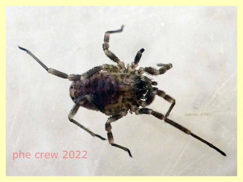 prob. Oligolophus sp. corpo 3- 4 mm. - Anzio 26.4.2022 - (2).JPG