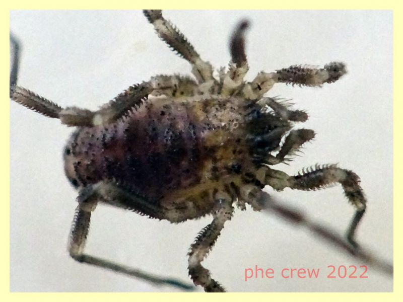 prob. Oligolophus sp. corpo 3- 4 mm. - Anzio 26.4.2022 - (6).JPG