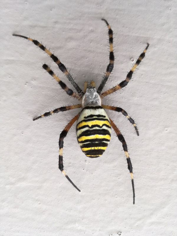 Argiope bruennichi (Scopoli, 1772)  (1).jpg