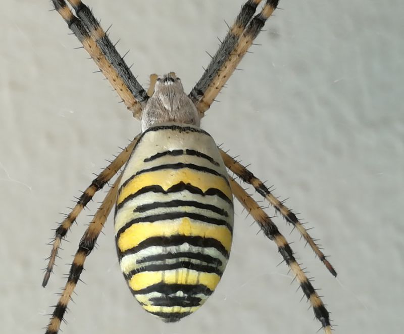 Argiope bruennichi (Scopoli, 1772)  (2).jpg