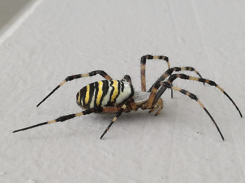 Argiope bruennichi (Scopoli, 1772)  (3).jpg