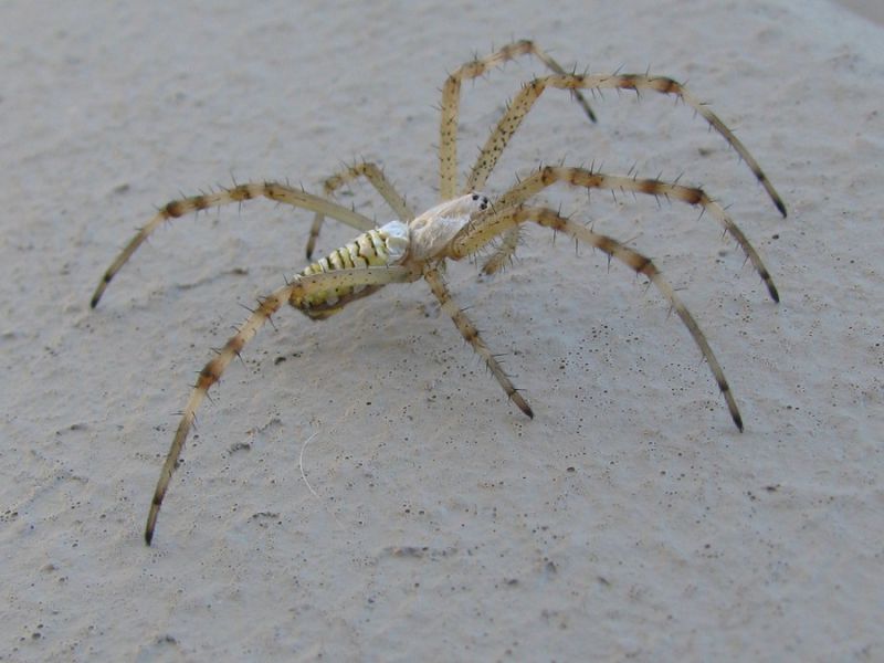 Argiope bruennichi (Scopoli, 1772)  (4).JPG