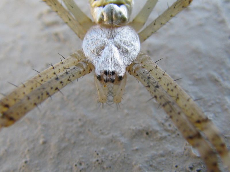 Argiope bruennichi (Scopoli, 1772)  (5).JPG