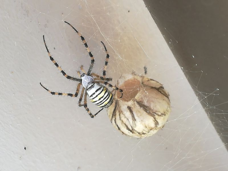 Argiope bruennichi (Scopoli, 1772)  (6).jpg