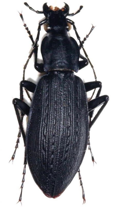 Japanese Carabus 2.jpg