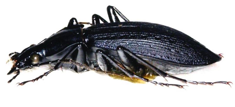 Japanese Carabus 3.jpg