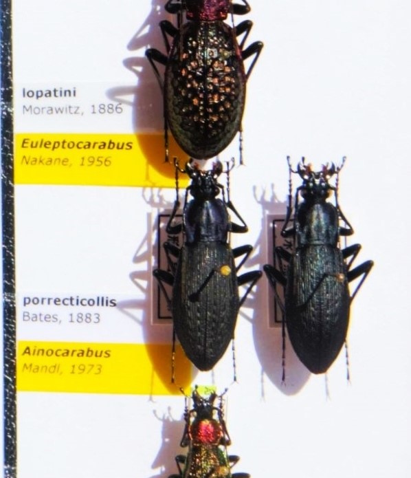 Carabidae 16a.jpg