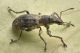 coelositona limosus curculionidae baronessa 2.JPG