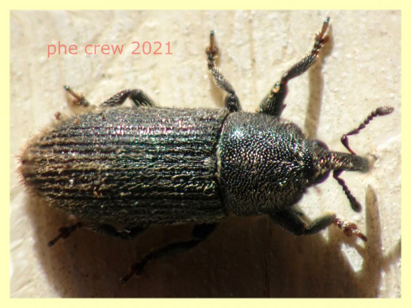 Mecinus pyraster - 4 mm. - Anzio 11.2.2021 - (1).JPG