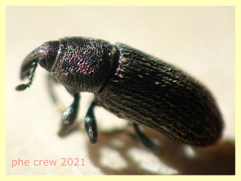 Mecinus pyraster - 4 mm. - Anzio 11.2.2021 - (3).JPG