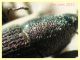 Mecinus pyraster - 4 mm. - Anzio 11.2.2021 - (5).JPG