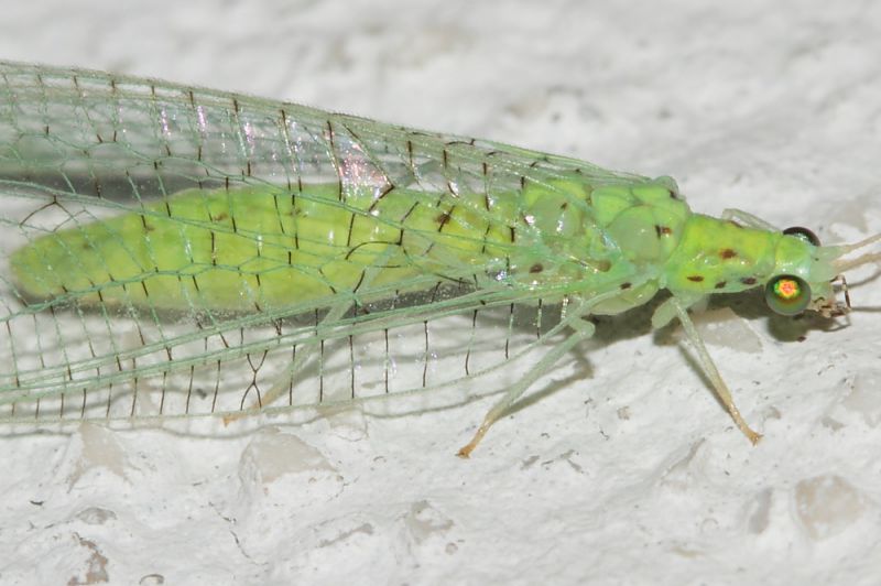 Chrysopidae2.JPG