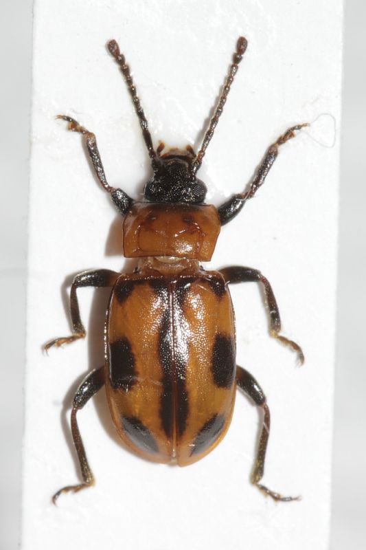 Ancylopus melanocephalus1.JPG