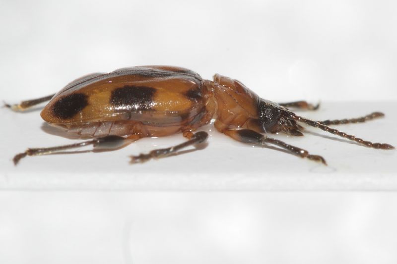 Ancylopus melanocephalus2.JPG