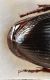 Molops piceus ssp tridentinus femmina-particolare.jpg