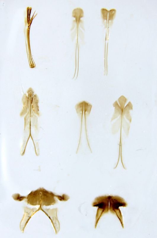 Praestochrysis africana (Buysson, 1893) Gabon genitali RID.jpg