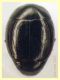 Kissister minimus circa 1,6 mm. - Ariccia RM - 14.1.2023 - (1).JPG
