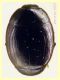 Kissister minimus circa 1,6 mm. - Ariccia RM - 14.1.2023 - (5).JPG