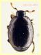 Kissister minimus circa 1,6 mm. - Ariccia RM - 14.1.2023 - (6).JPG