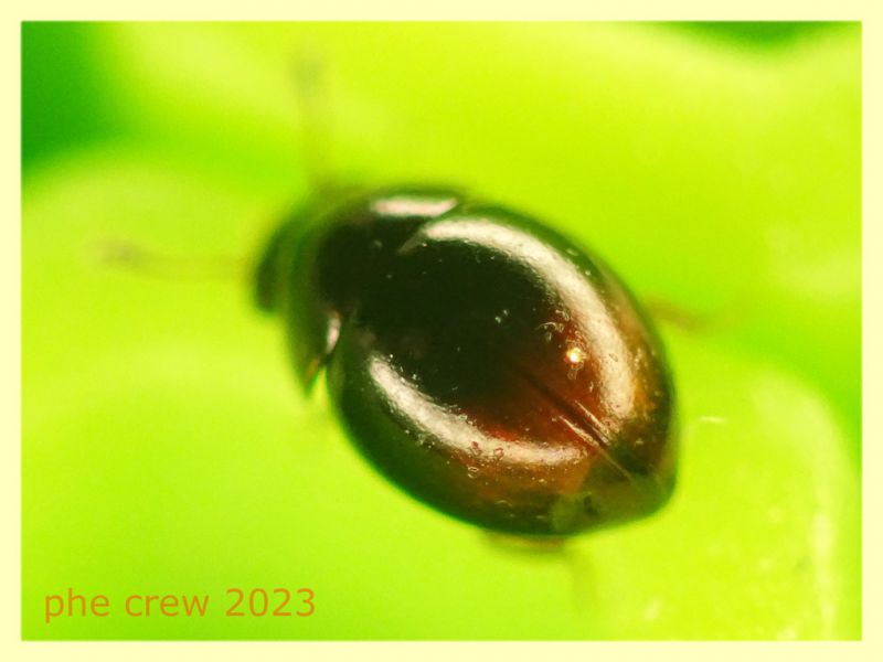 Agathidium haemorrhoum quasi 2 mm. - Ariccia RM - 14.1.2023 - (6).JPG