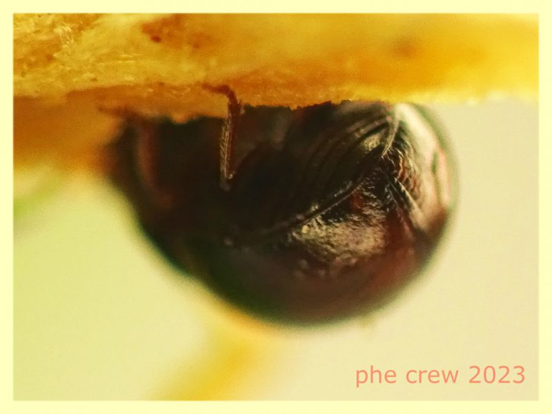 Agathidium haemorrhoum quasi 2 mm. - Ariccia RM - 14.1.2023 - (3).JPG