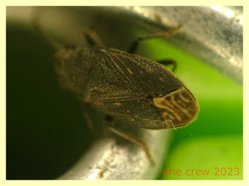 Stygnocoris fuligineus 3 mm. -  Ariccia RM - 14.1.2023 - (2).JPG