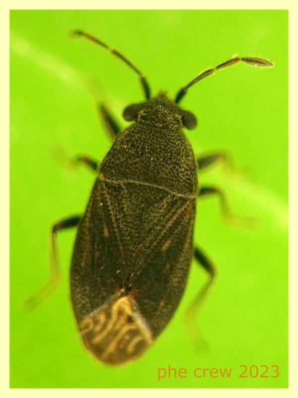 Stygnocoris fuligineus 3 mm. -  Ariccia RM - 14.1.2023 - (4).JPG