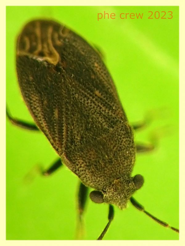 Stygnocoris fuligineus 3 mm. -  Ariccia RM - 14.1.2023 - (3).JPG