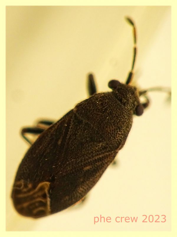 Stygnocoris fuligineus 3 mm. -  Ariccia RM - 14.1.2023 - (6).JPG