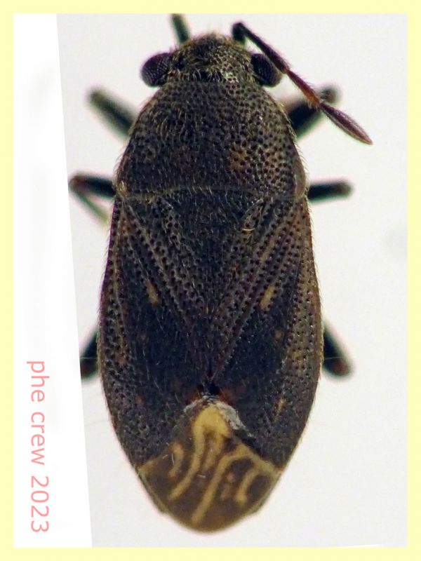 Stygnocoris fuligineus 3,1 mm. -  Ariccia RM - 14.1.2023 - (2).JPG