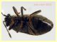 Stygnocoris fuligineus 3,1 mm. -  Ariccia RM - 14.1.2023 - (3).JPG