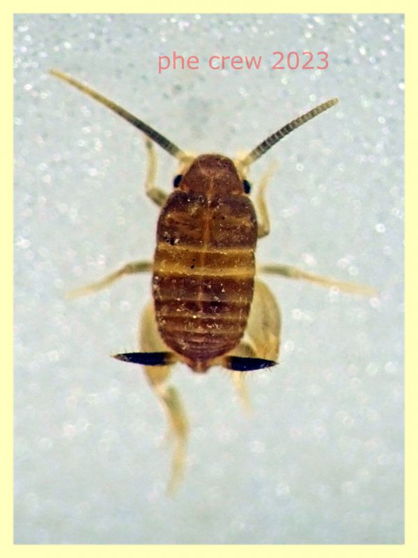 Myrmecophilus sp. e formiche ospiti - Ariccia 20.1.2023 - (1).JPG